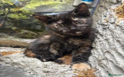 Mixed Breed cats for sale: Beautiful kitten looking for forever home  - Image 5