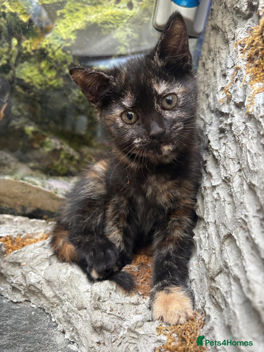 Mixed Breed cats for sale: Beautiful kitten looking for forever home  - Image 5