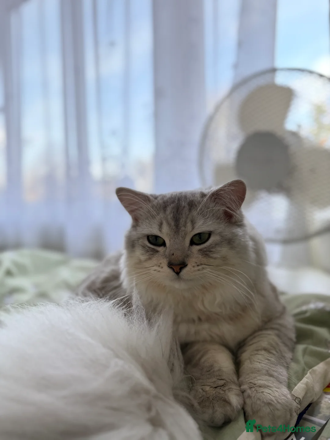 Mixed Breed cats for sale: Hi!I am butterscotch. I am available for adoption  - Advert 4