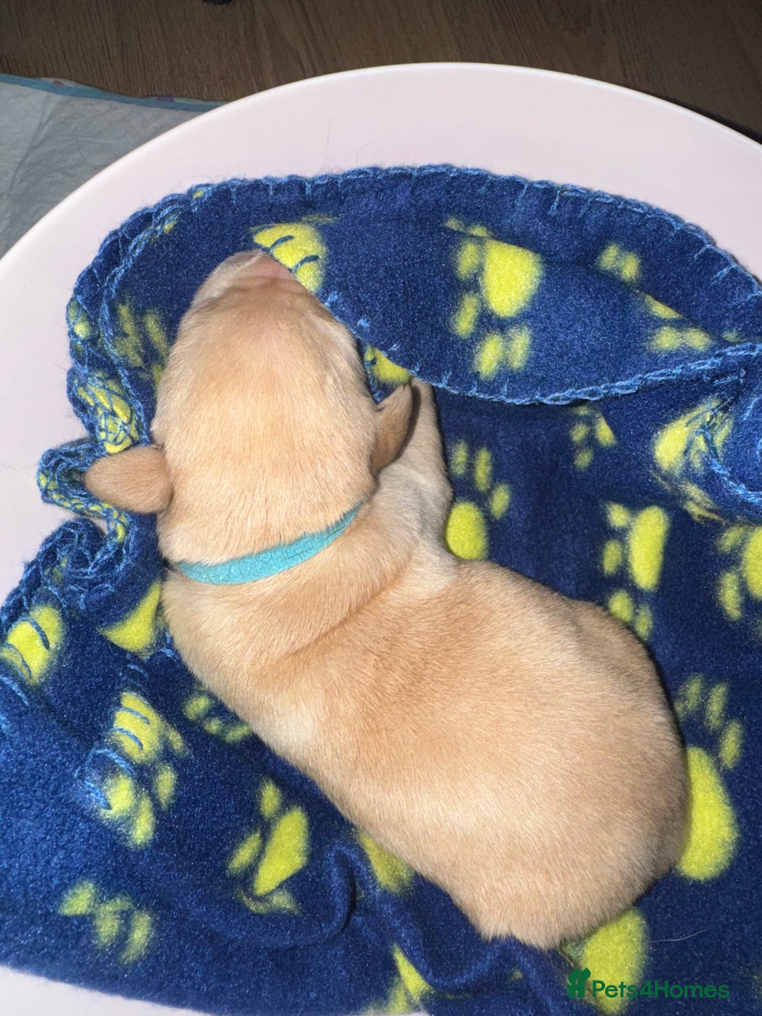 Labrador Retriever dogs for sale: 6 Sweet Labrador Puppies  - Advert 10