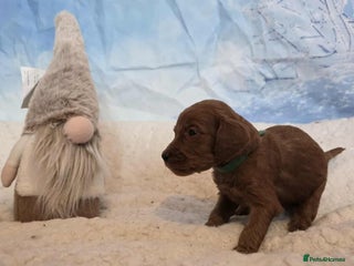 Irish Doodle dogs Stunning mahogany red multigen Irish doodles - Advert 4