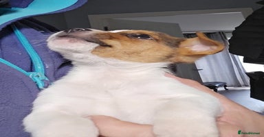 Jack Russell dogs - Advert 4