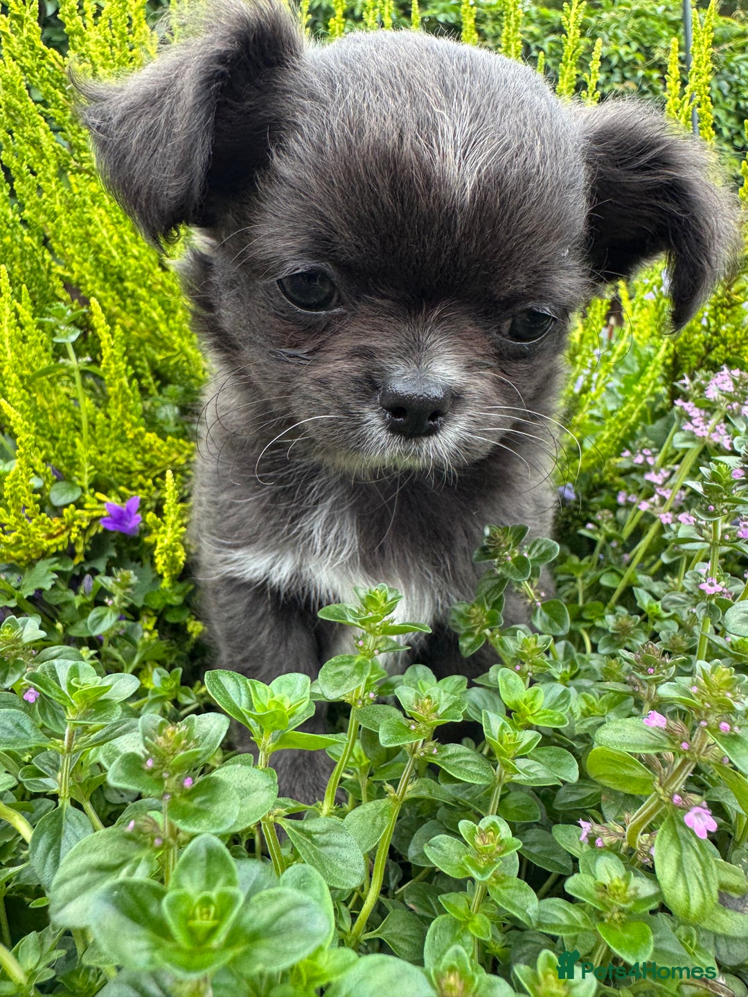 Chihuahua dogs for sale: Long coat KC reg girl READY NOW - Image 2