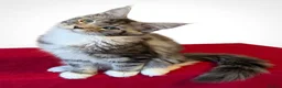 Maine Coon cats for sale: 👑 MajestiPaws: The Heritage Litter 🐾 - Advert 4