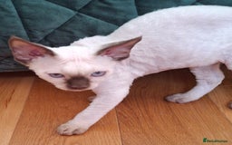 Devon Rex cats for sale: 🐱the boy ready for a change of home!!!  - Image 7