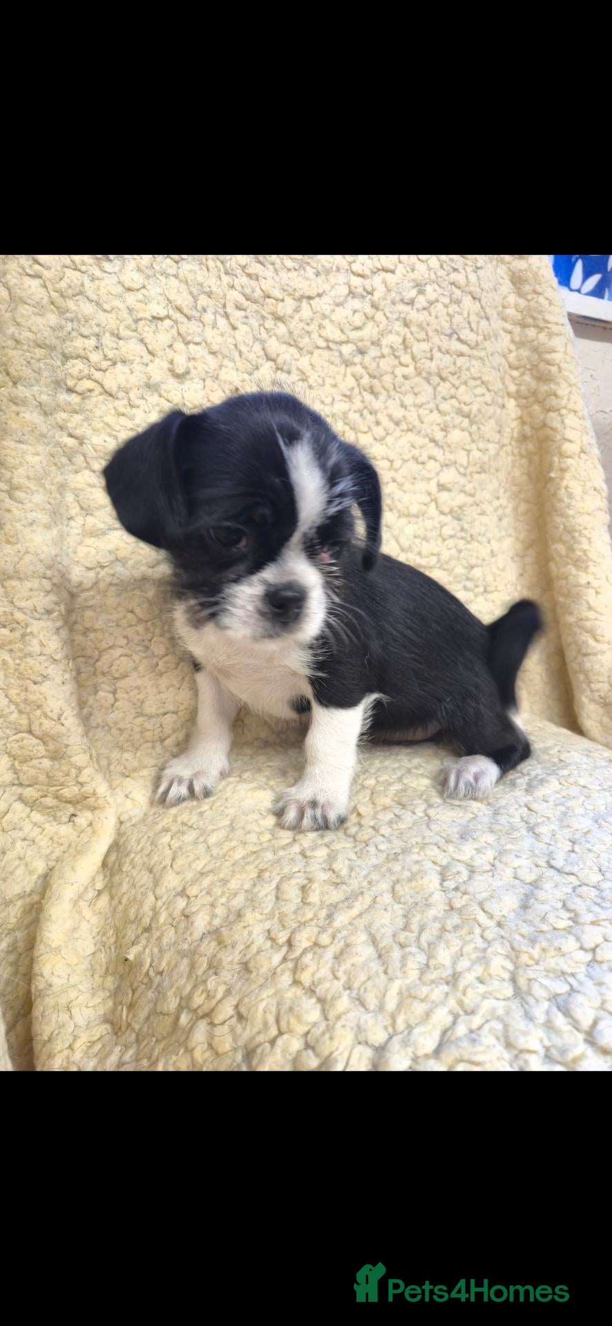 Mixed Breed dogs Beautiful Biewer x babies - Advert 1