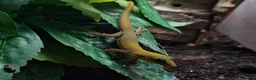 Gecko reptiles for sale: Gold Dust Day Geckos in Manchester - Advert 3