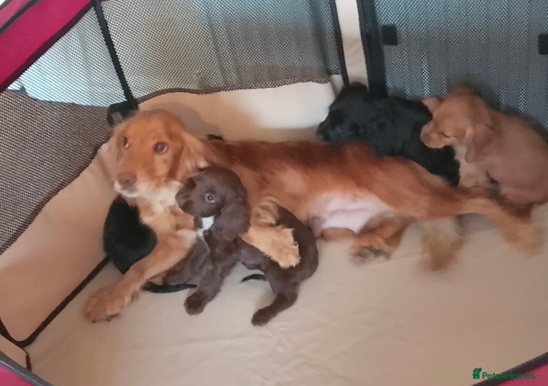 Cocker Spaniel dogs for sale: Beautiful cocker spaniels now ready - Image 11