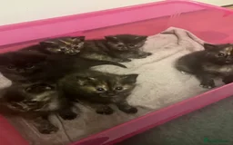 Ragdoll cats for sale: Beautiful Ragdoll Tortishell Kittens for sale! - Image 23