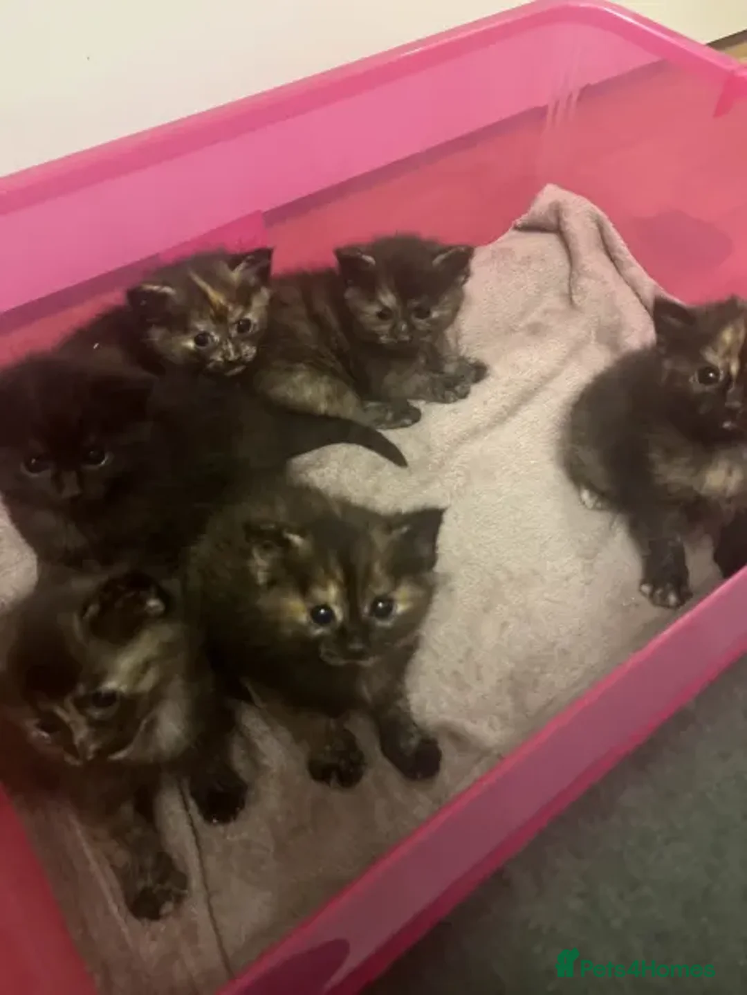 Ragdoll cats for sale: Beautiful Ragdoll Tortishell Kittens for sale! - Image 23