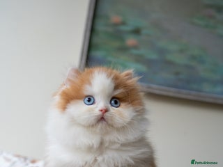 British Shorthair cats Ready now ! Red bi colour blue eyed boy left - Advert 14