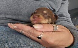 Mixed Breed dogs for sale: 9 beautiful dachshund cross poms - Image 22