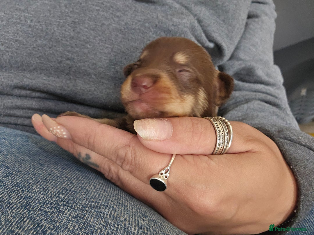Mixed Breed dogs for sale: 9 beautiful dachshund cross poms - Image 22