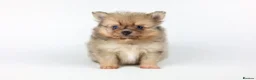 Pomeranian dogs for sale: Pomeranian Puppies - Advert 12