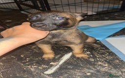 Belgian Shepherd Dog dogs for sale: Mali-Dutchies in Bishop Auckland - Image 10