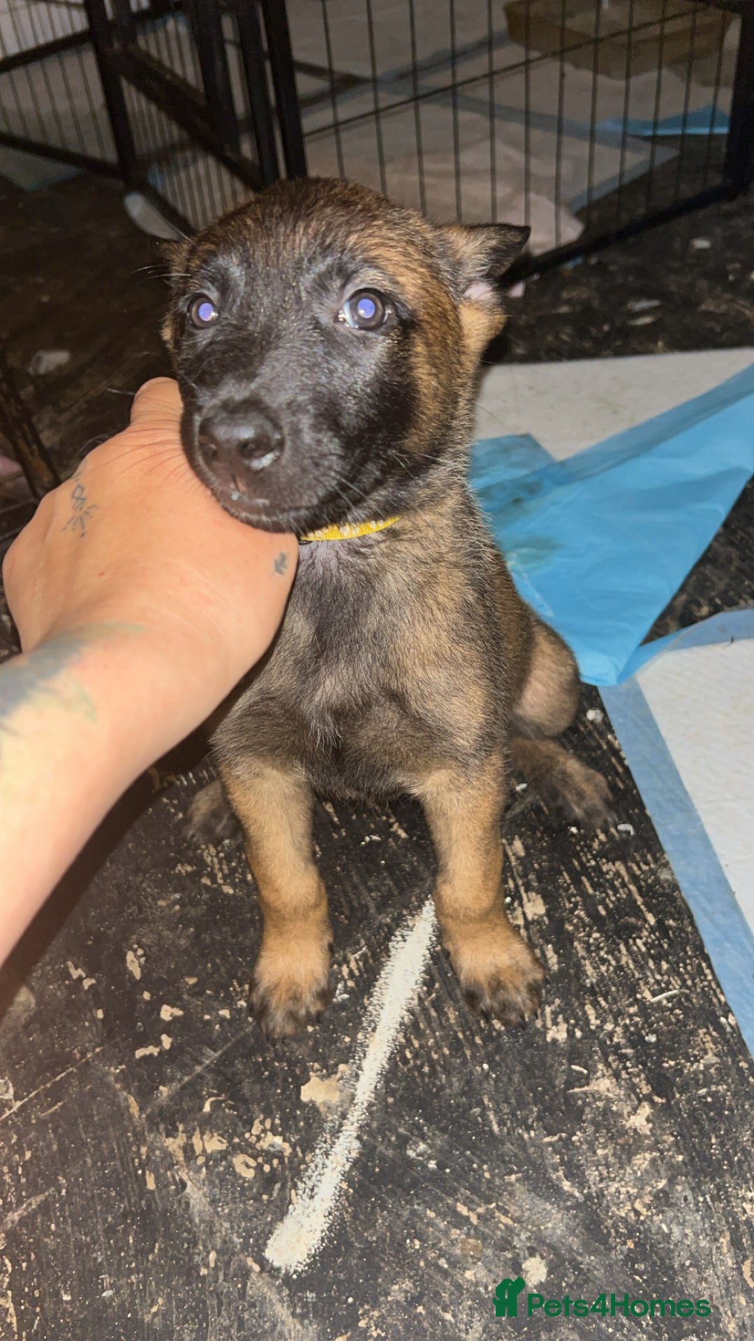 Belgian Shepherd Dog dogs for sale: Mali-Dutchies in Bishop Auckland - Image 10