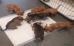 Mixed Breed dogs for sale: Dachshund x Jack russell - Image 8