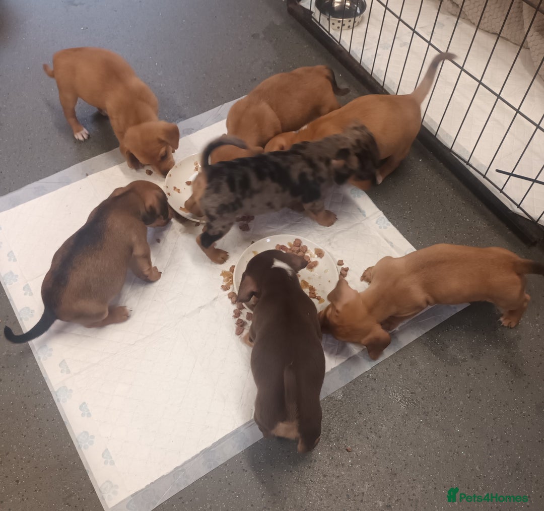 Mixed Breed dogs for sale: Dachshund x Jack russell - Image 8