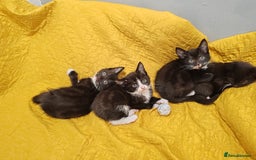 Mixed Breed cats for sale: Beautiful kittens VIDEOS - Image 21