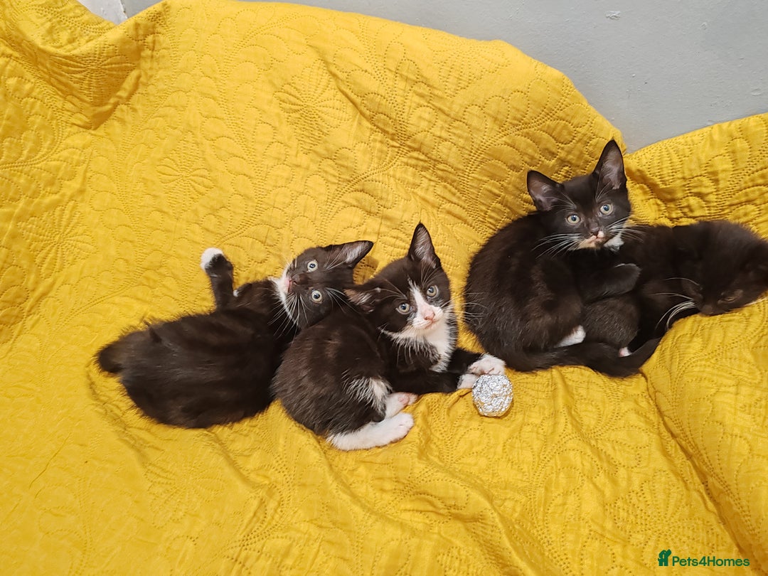 Mixed Breed cats for sale: Beautiful kittens VIDEOS - Image 21