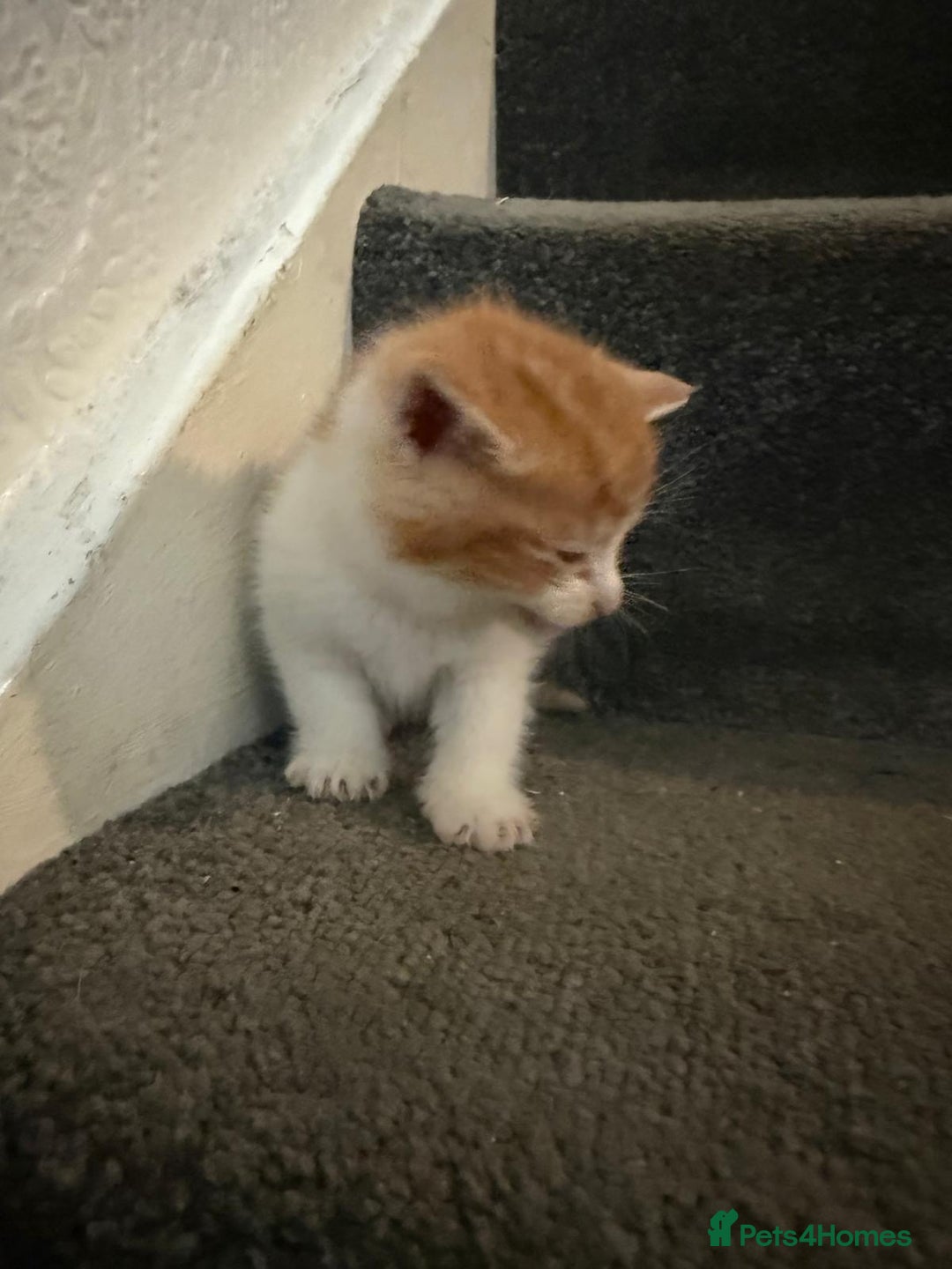 Mixed Breed cats for sale: 5 KITTENS IN SEARCH OF THEIR FOREVER HOMES  - Advert 9