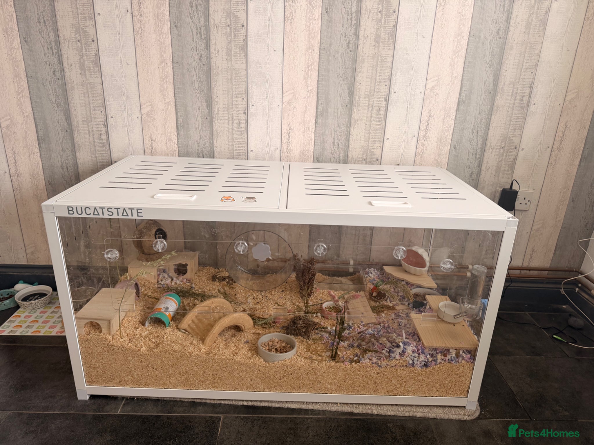 Hamster rodents Syrian hamster + bucatstate enclosure  - Advert 2