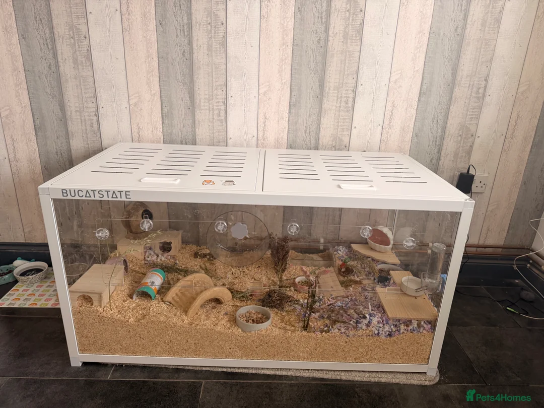 Hamster rodents for sale: Syrian hamster + bucatstate enclosure  in Boston - Advert 1
