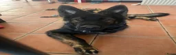 German Shepherd dogs for sale: 9 month German Shepherd for Rehome - Advert 3