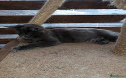 Maine Coon cats for sale: Maine coon purebred pedigre xl in Barnsley - Image 5