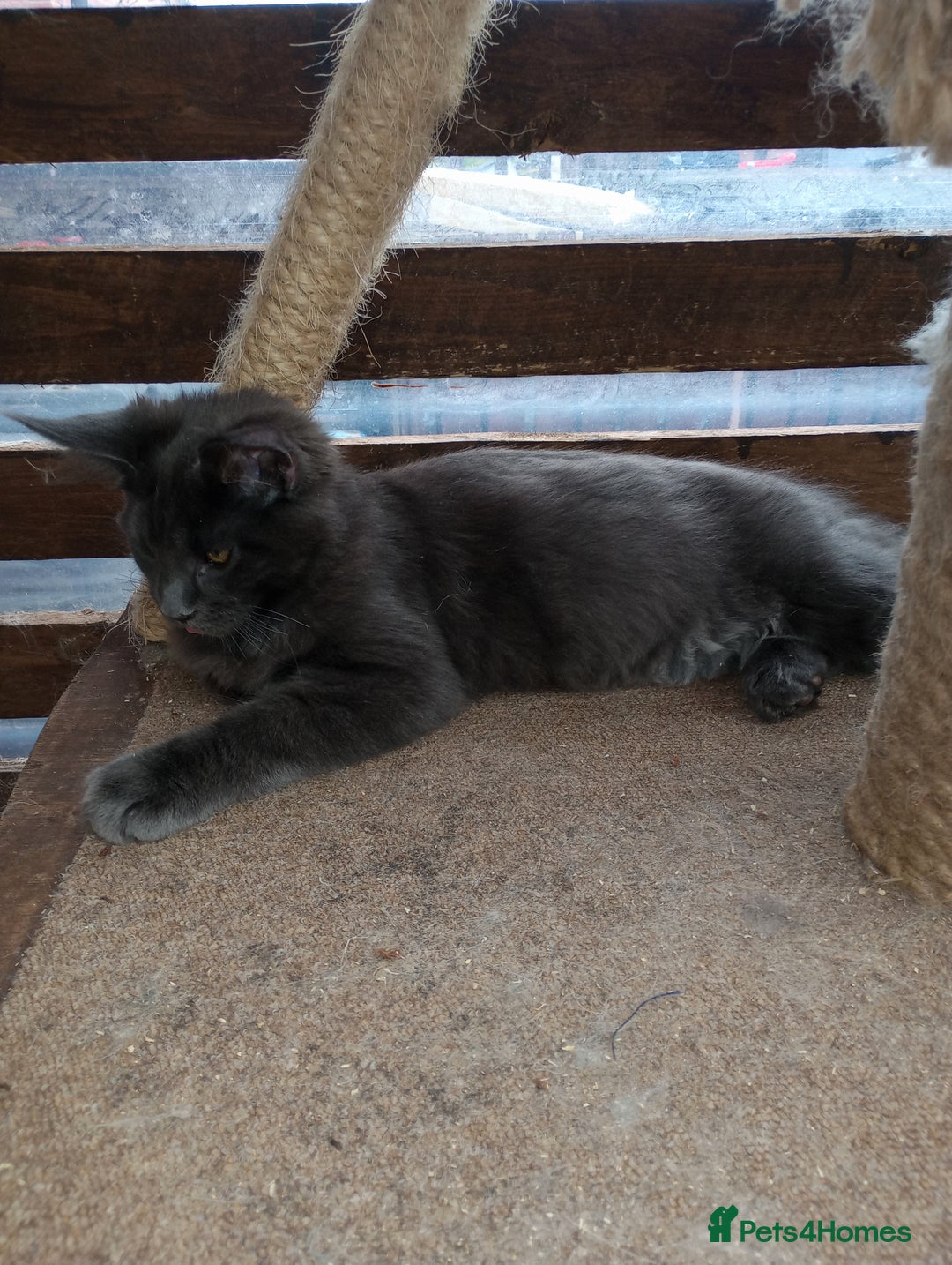 Maine Coon cats for sale: Maine coon purebred pedigre xl in Barnsley - Image 5
