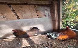 Chickens poultry for sale: Welsummer bantams for sale £40 for the pair  - Image 3