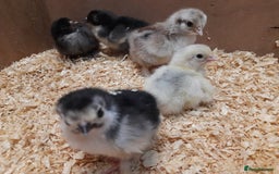 Chickens poultry for sale: Mixed breed chicks and set up - Image 1