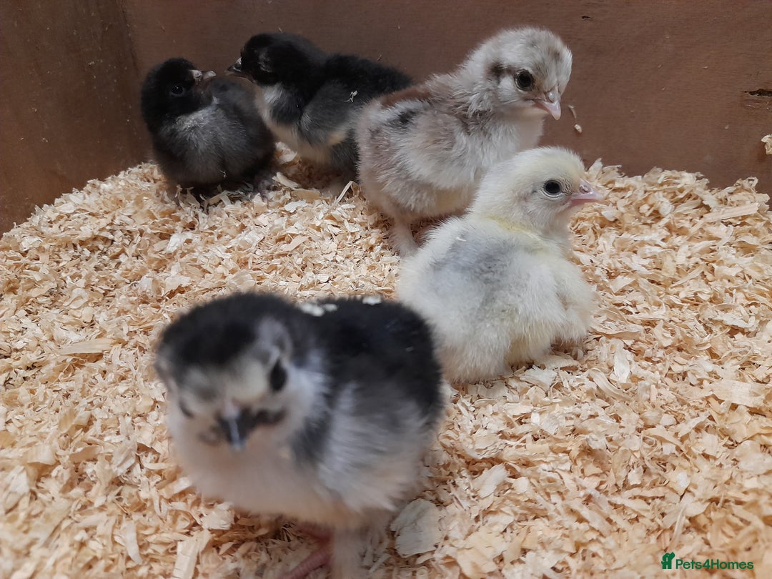 Chickens poultry for sale: Mixed breed chicks and set up - Image 1