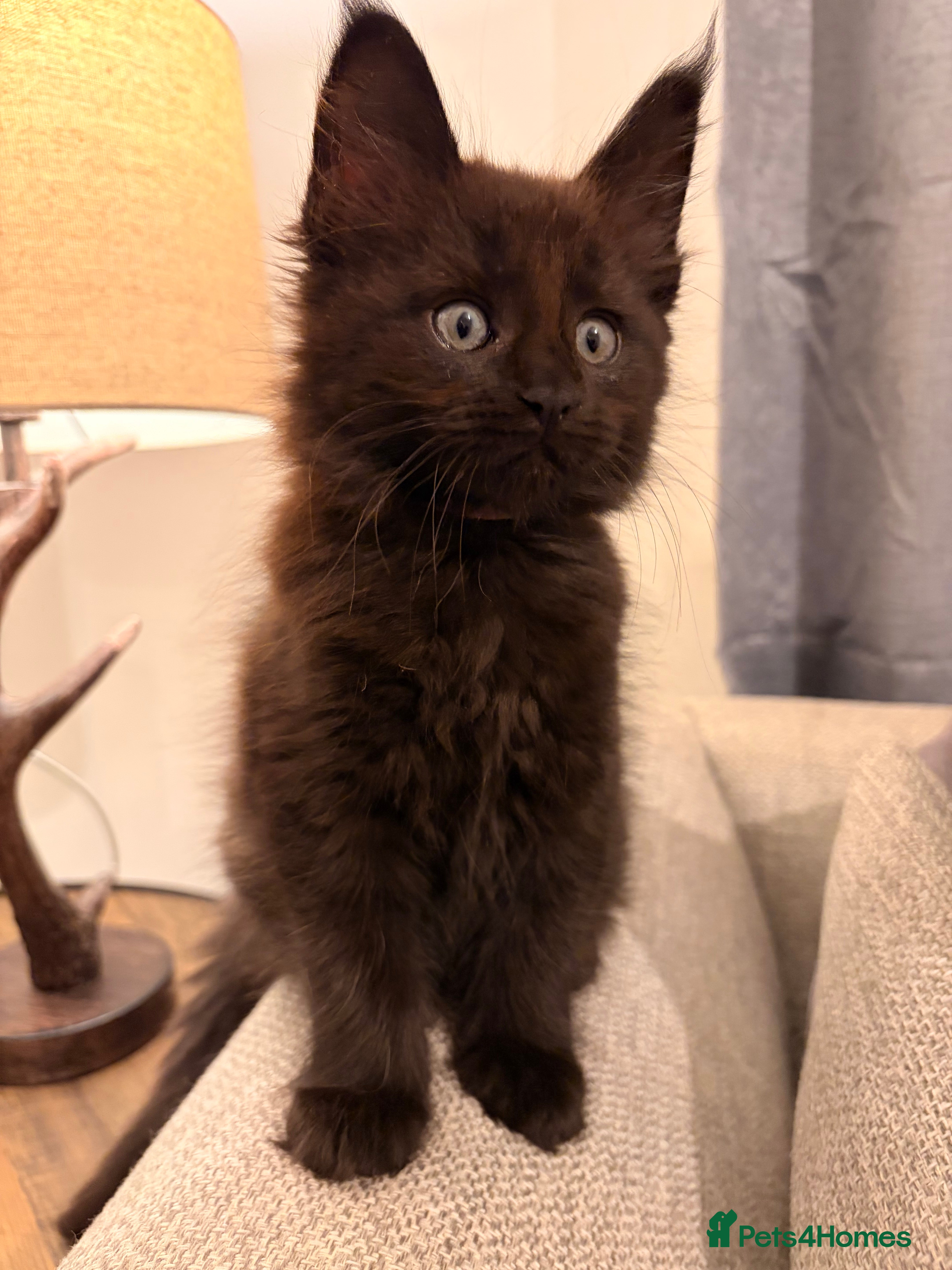 Maine Coon cats Halloween babies 🎃🐈‍⬛ last girl left! - Advert 4