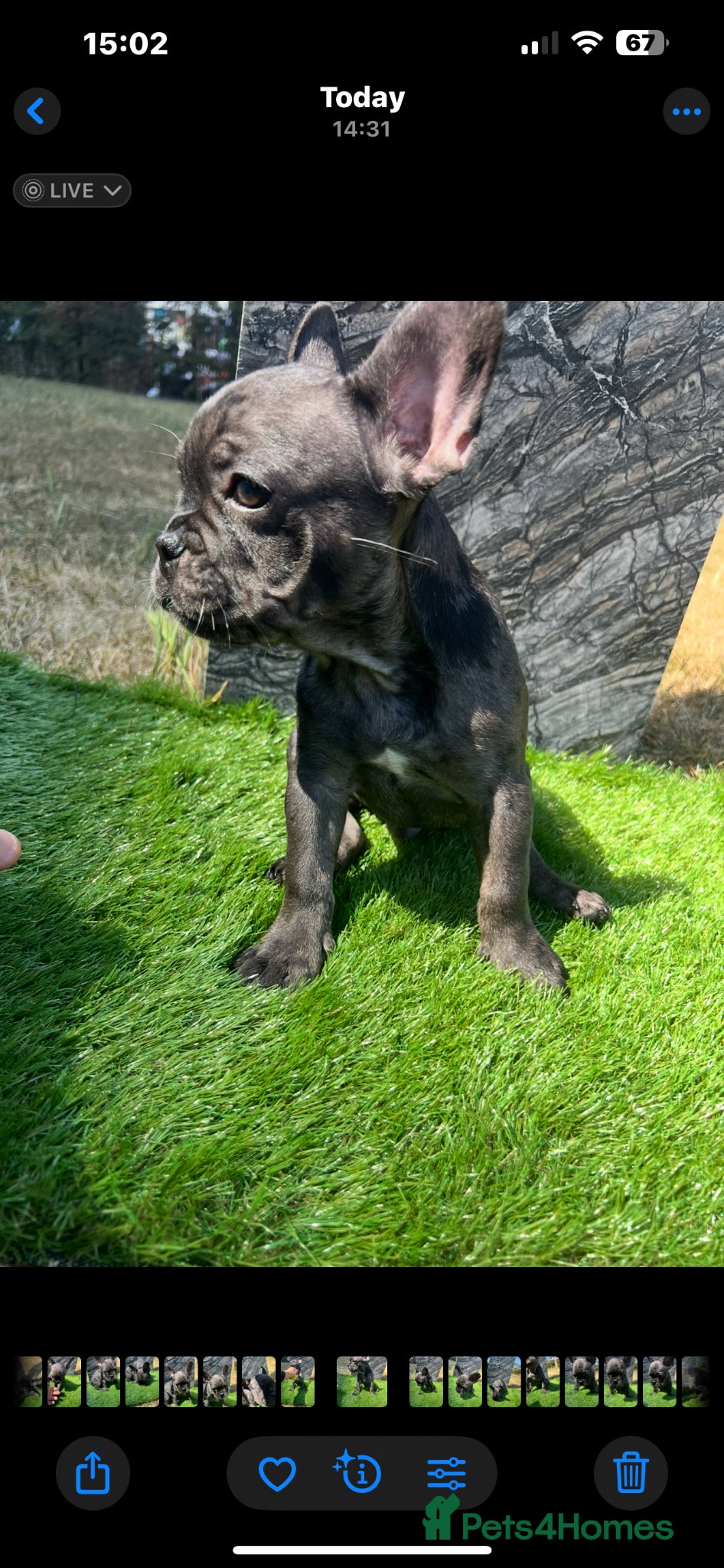 French Bulldog dogs for sale: French bulldog puppys  - Advert 14