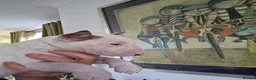 Bull Terrier dogs for sale: Outstanding Quality Bull Terrier Puppies - Advert 14