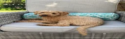 Cockapoo dogs for stud: KC Reg Toy Poodle Stud Dog DNA Tested Somerset - Advert 8