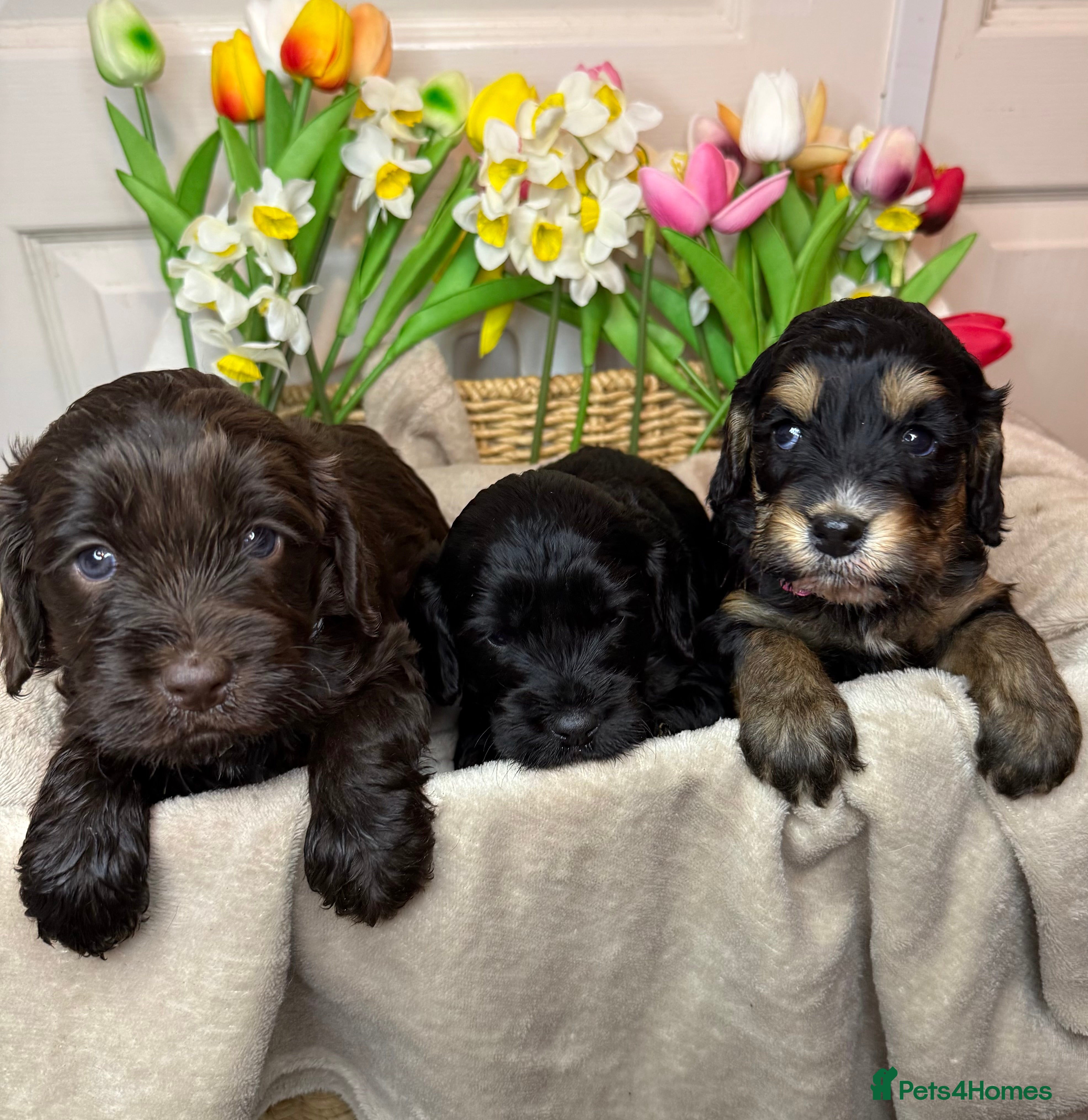 Cockapoo dogs Adorable F1 cockapoo puppies - Advert 7