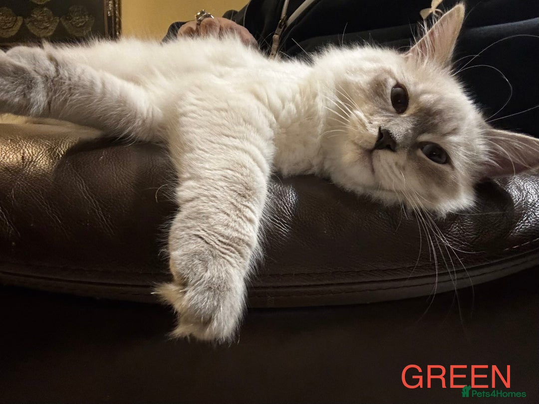 Siberian cats for sale:  3 Male Siberian Neva Masquerade Kittens - Advert 9