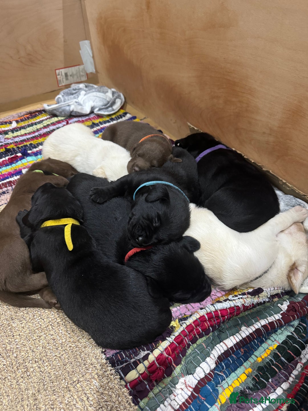 Labrador Retriever dogs for sale: 1 Excellent, outstanding male ready 9 November  - Image 8