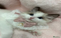 Ragdoll cats for sale: Blue Bicolor kittens 😸  - Image 7