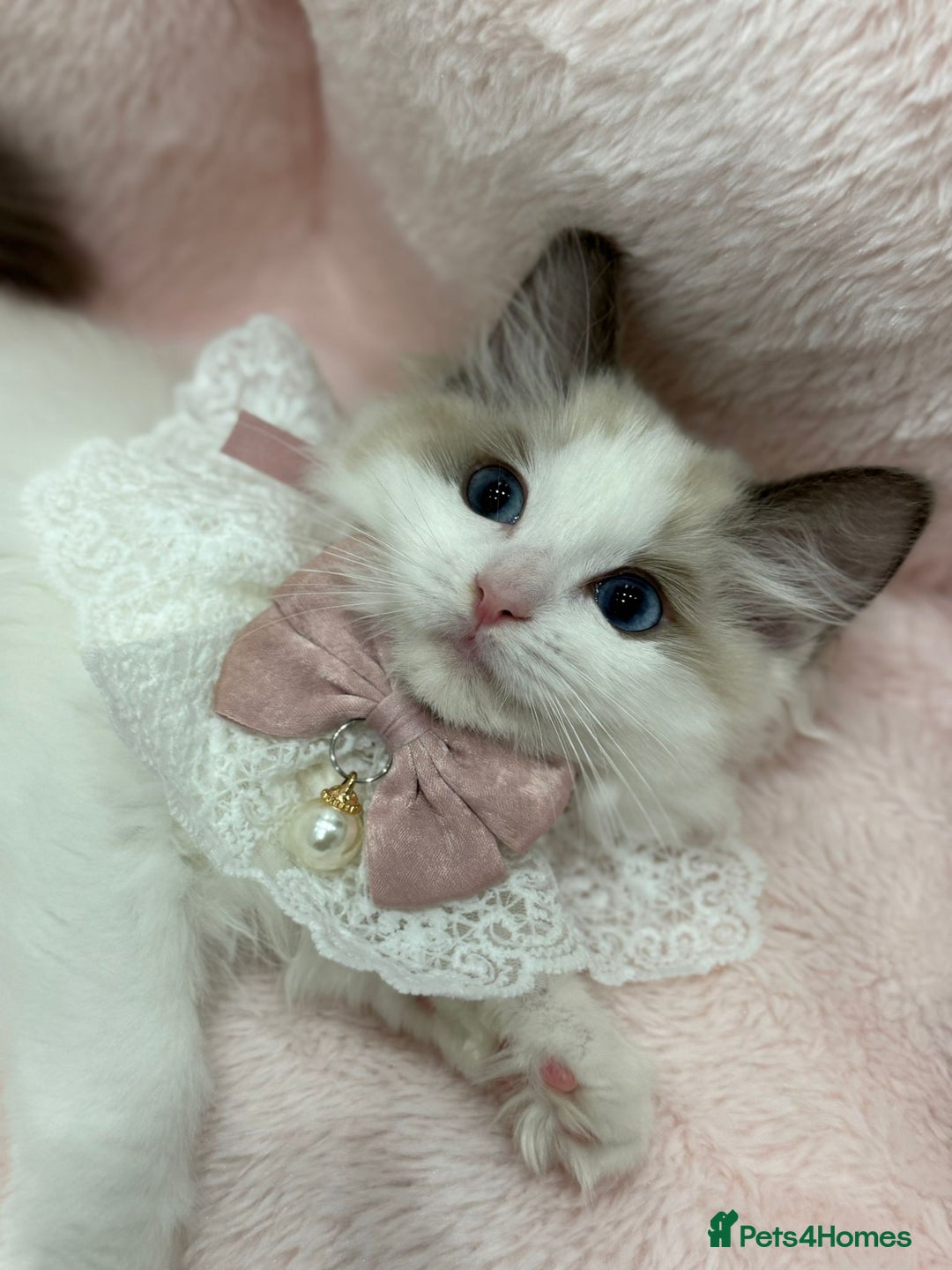 Ragdoll cats for sale: Blue Bicolor kittens 😸  - Image 7
