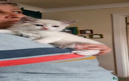 Ragdoll cats for sale: Ready now hcm clear ragdoll litter. X6 - Image 6