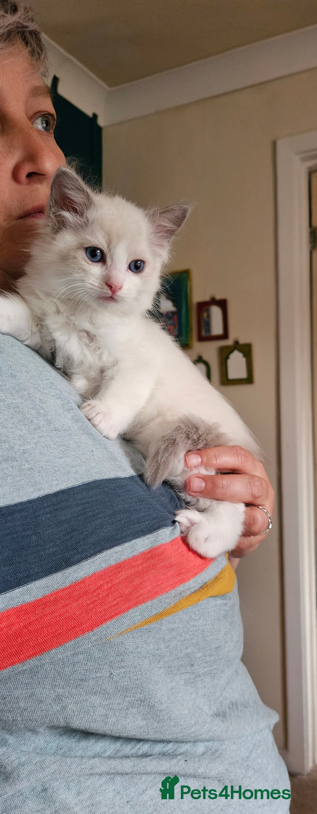 Ragdoll cats for sale: Ready now hcm clear ragdoll litter. X6 - Image 6
