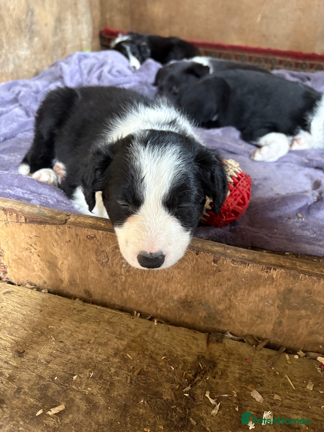 Border Collie dogs for sale: 5 border collie pups for sale from working parents - Image 3