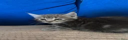 Mixed Breed cats for sale: Fluffy Maine Coon Mix kittens - Stunning Litter in Newmarket - Advert 8