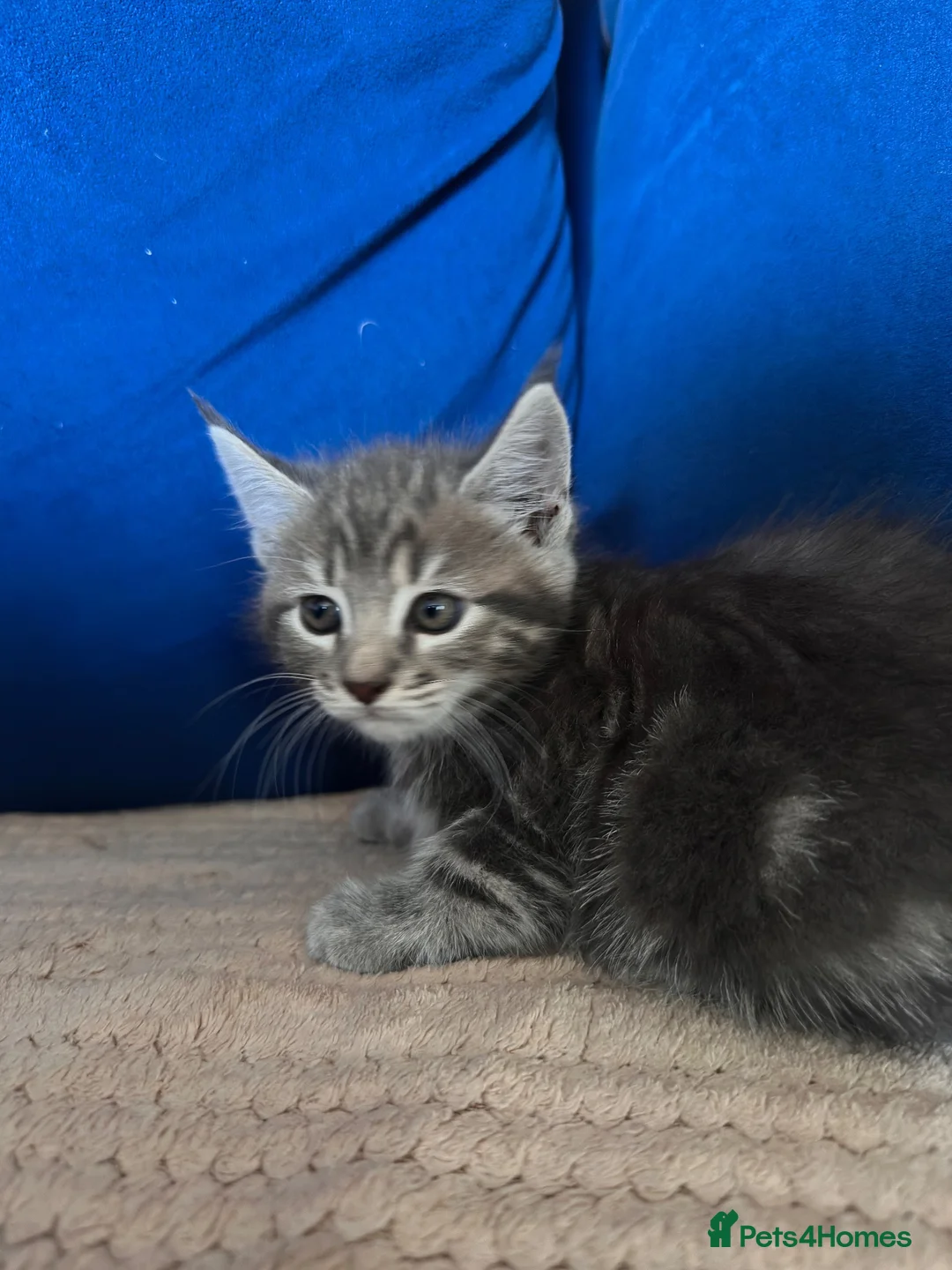 Mixed Breed cats for sale: Fluffy Maine Coon Mix kittens - Stunning Litter in Newmarket - Advert 8