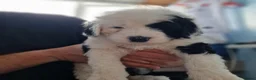Sheepadoodle dogs for sale: Ultimate Pedigree F1 Sheepadoodles  - Advert 14