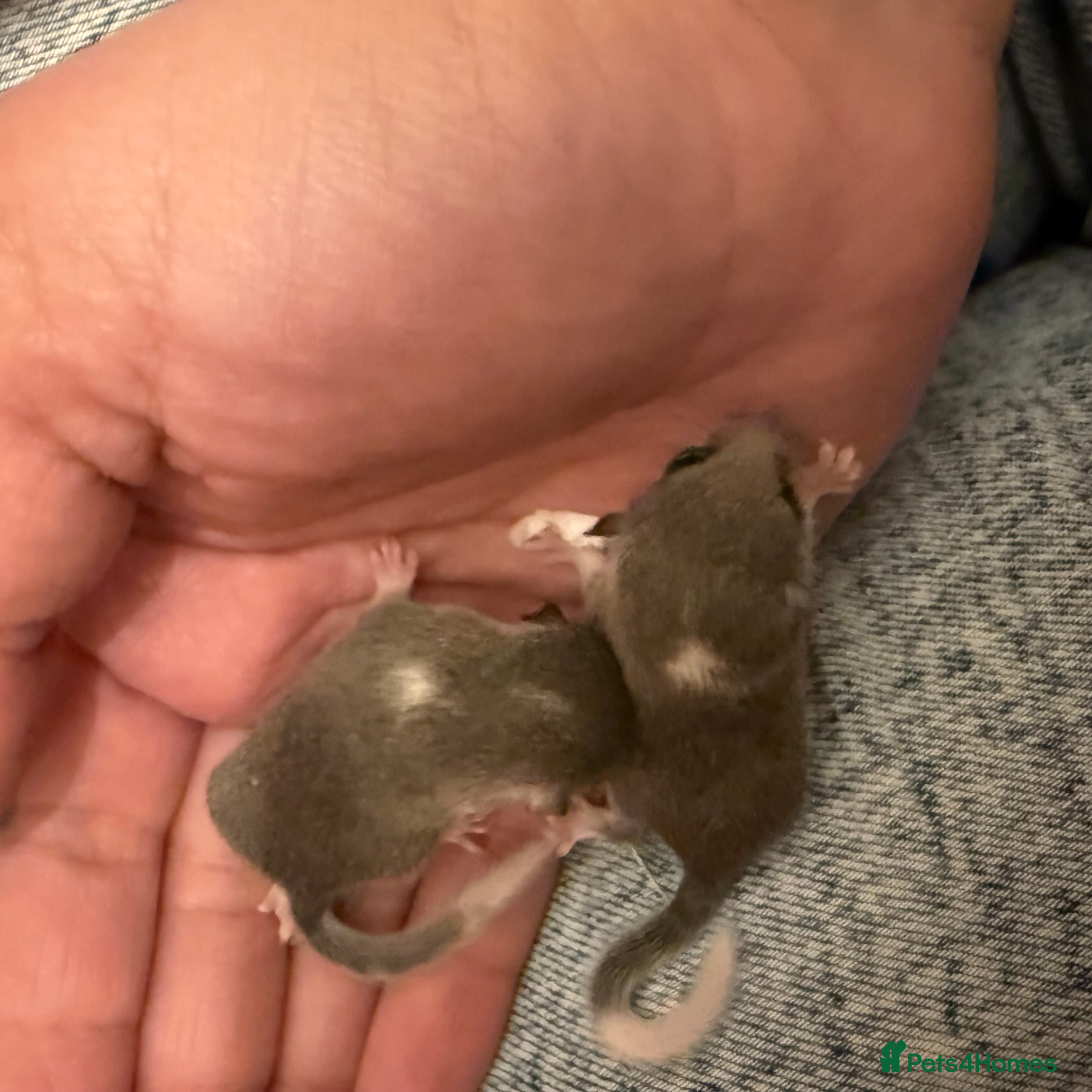 Mouse rodents 6 African Pygmy door mice  - Advert 10