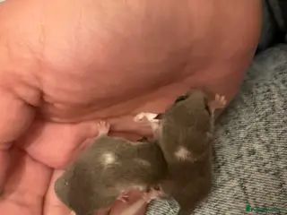 Mouse rodents 6 African Pygmy door mice - Advert 10